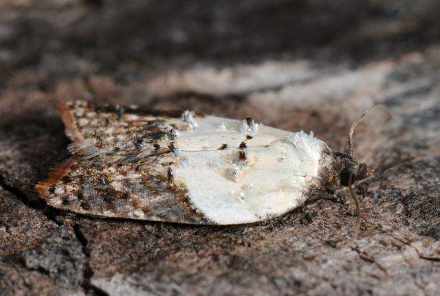 Image of Acleris