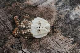 Image of Acleris