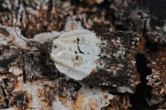 Image of Acleris