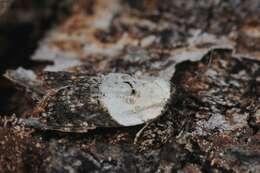 Image of Acleris