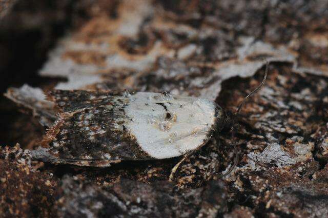 Image of Acleris