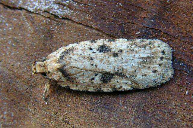 Imagem de Agonopterix