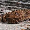 صورة Agonopterix ciliella Stainton 1849