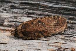 Image of large carrot flat-body