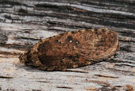 صورة Agonopterix ciliella Stainton 1849