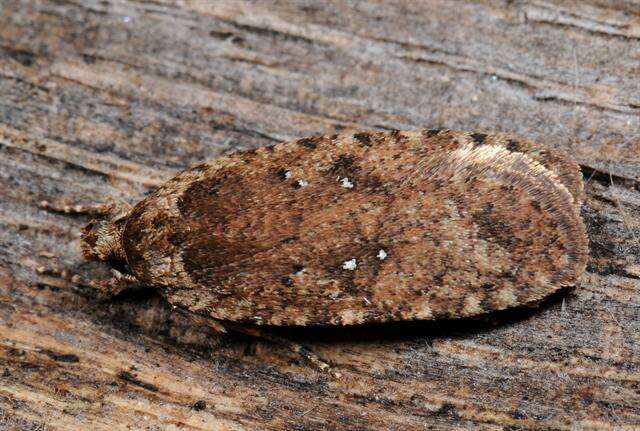 Image of Agonopterix ciliella Stainton 1849