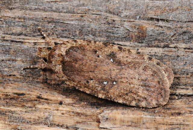 Image of Agonopterix ciliella Stainton 1849