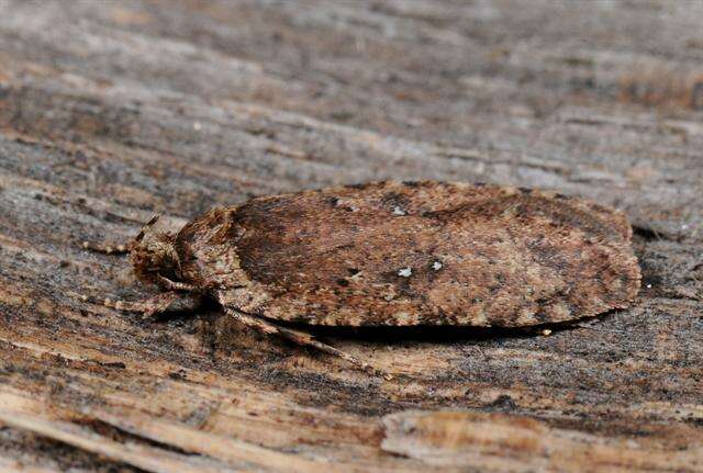 Image of Agonopterix ciliella Stainton 1849