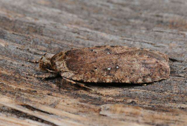 Image of Agonopterix ciliella Stainton 1849