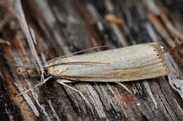 Image de Agriphila