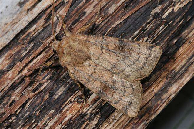 Image of six-striped rustic