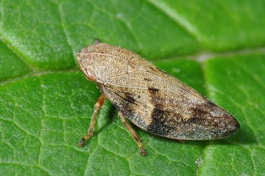 Image of spittlebugs