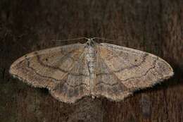 Image of Idaea