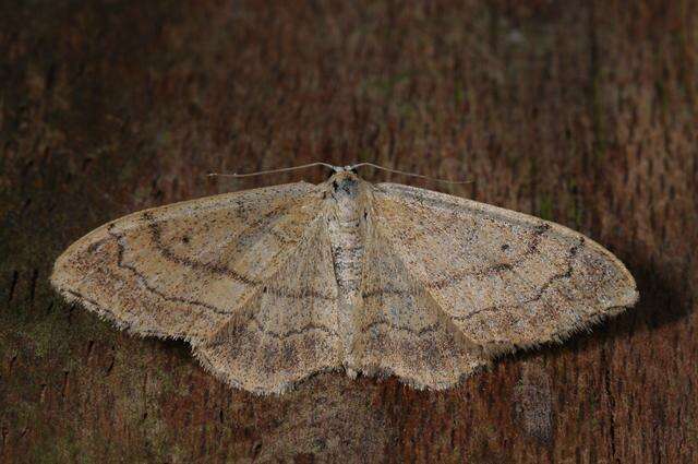 Image de Idaea