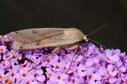 Image of Yellow Underwings