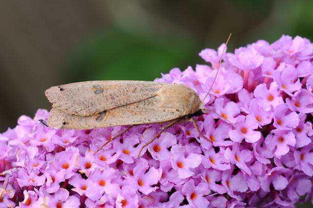 Image of Yellow Underwings