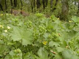 Image of lady's mantle