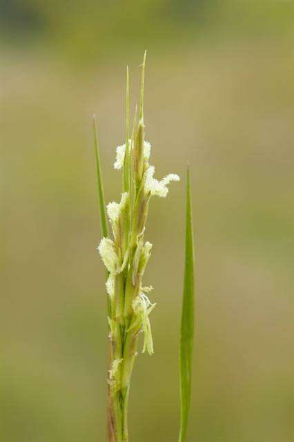 Image of cordgrass