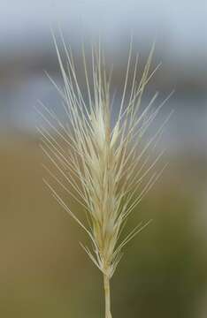 Image of barley