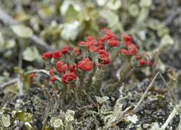 Image of Florke's cup lichen