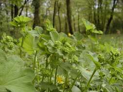 Image of lady's mantle