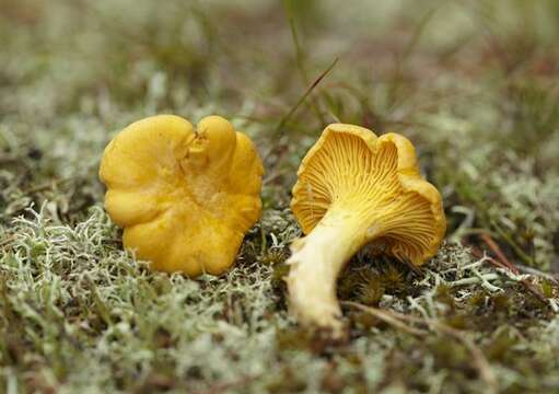 Image of Chanterelles