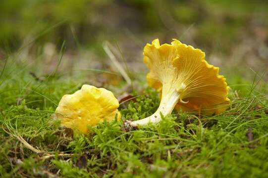 Image of Chanterelles