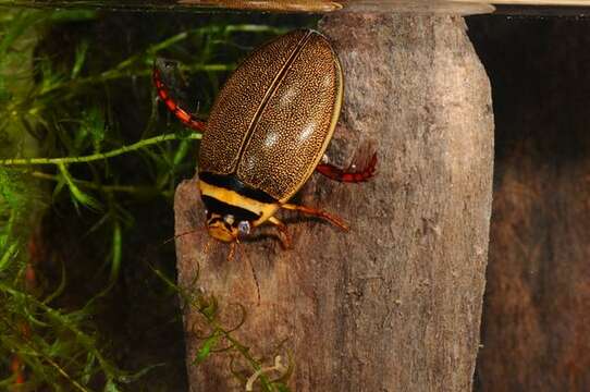 Image of Graphoderus cinereus (Linnaeus 1758)