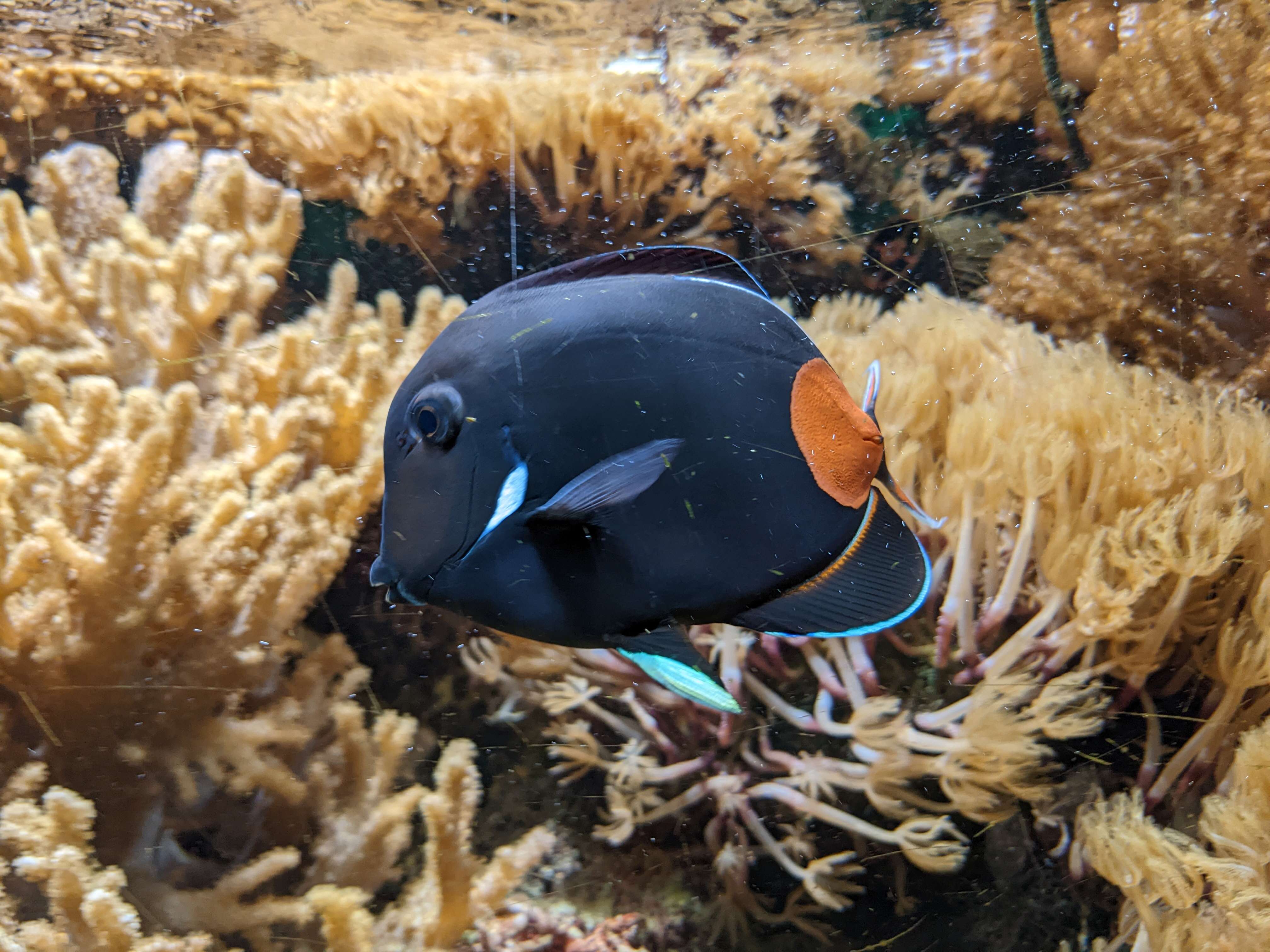 Image of Achilles Tang