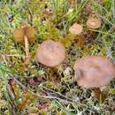 Plancia ëd Cortinarius tubarius Ammirati & A. H. Sm. 1972