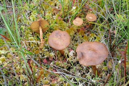 Plancia ëd Cortinarius tubarius Ammirati & A. H. Sm. 1972