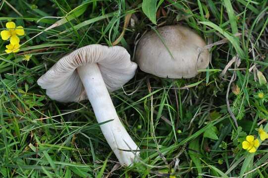 Image of Entoloma prunuloides (Fr.) Quél. 1872