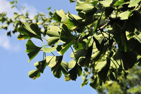 Image of Ginkgoopsida