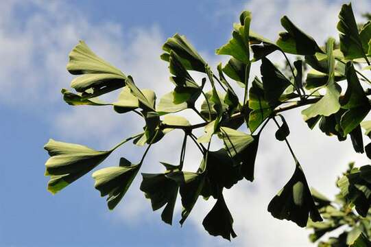 Image of Ginkgoopsida