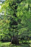 Image de Metasequoia