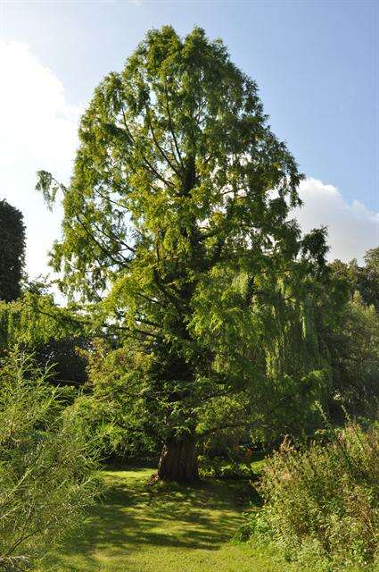 Image of dawn redwood