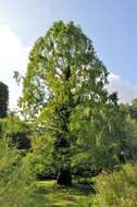 Image of dawn redwood