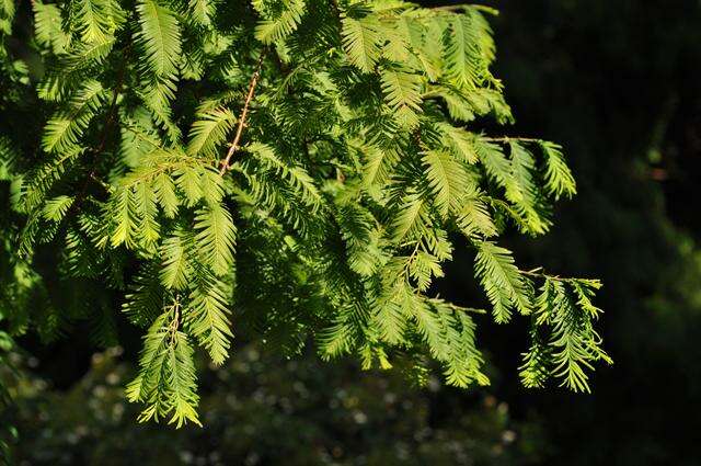 Image of dawn redwood