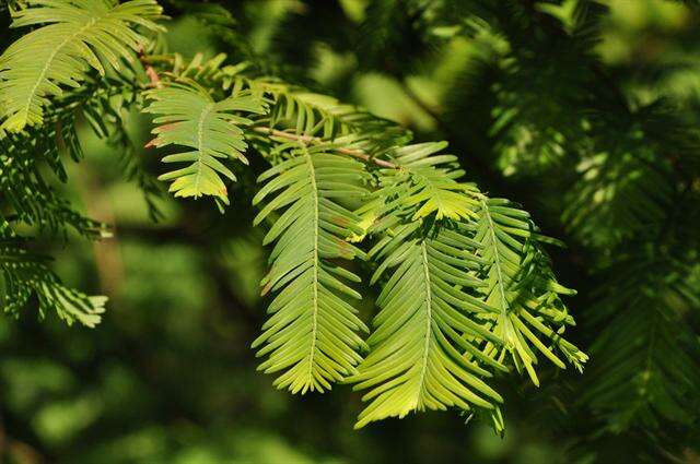 Image of dawn redwood