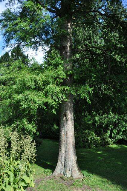 Image of bald cypress