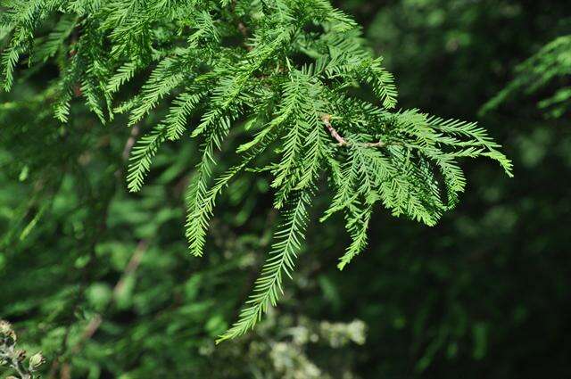 Image of bald cypress