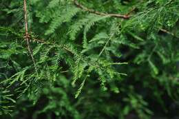 Image of bald cypress