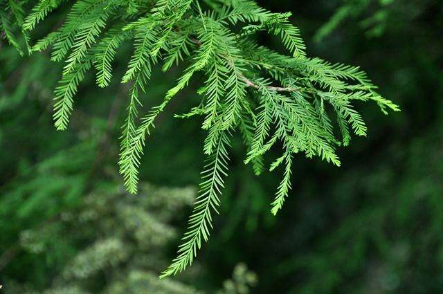 Image of bald cypress