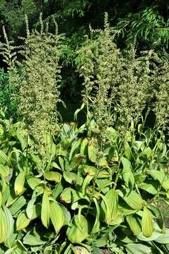 Image of false hellebore