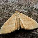 Idaea ochrata Scopoli 1763 resmi