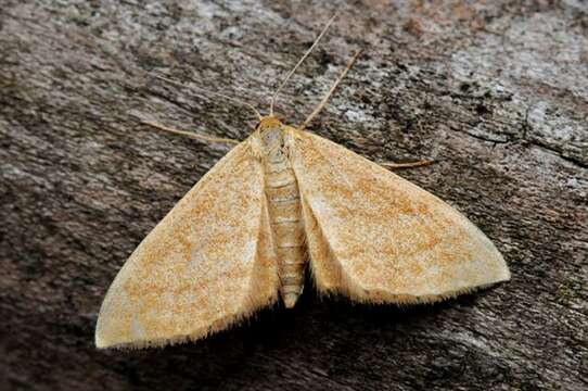 Image of Idaea