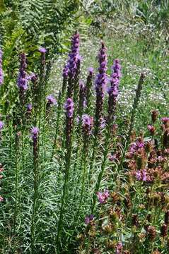 Image of blazing star