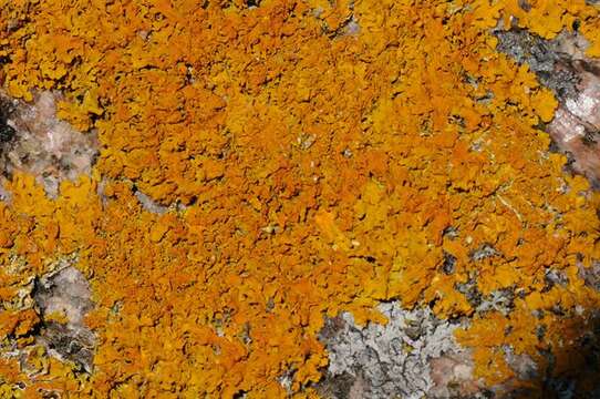 Image of orange wall lichen