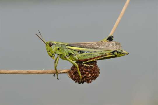 Image of Stethophyma