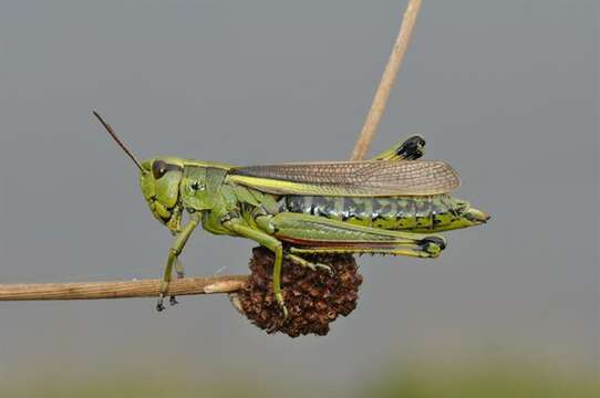 Imagem de Stethophyma